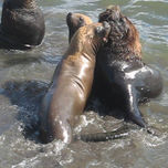 ANIMALES thumbnail 1