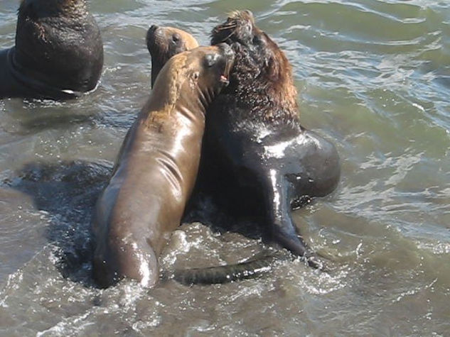 LEON MARINO - SEA LION III Fotoperiodismo y documental Color (Digital)