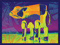 Vaca Viento Colorinche