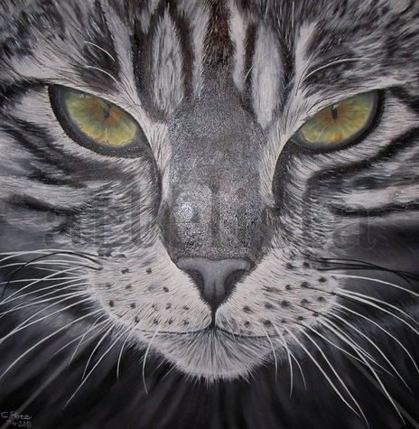 Gato Pardo