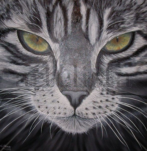 Gato Pardo