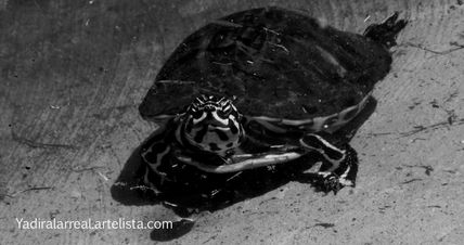Tortuga alone