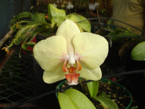 Orquídea
