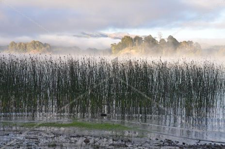 Neblina en Pehuenia