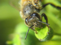 Abeja macro -...