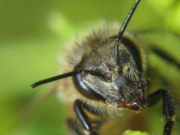 ABEJA MACRO II - INSECTOS DE ARGENTINA