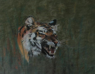 Cabeza de tigre