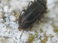 COPULA DE Prionus laticollis I - INSECTOS DE ARGENTINA
