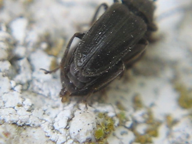 COPULA DE Prionus laticollis I - INSECTOS DE ARGENTINA
