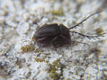 COPULA DE Prionus laticollis - INSECTOS DE ARGENTINA