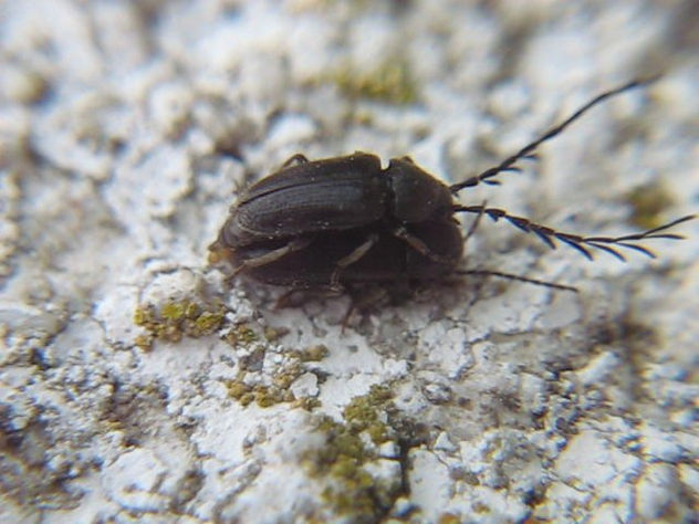 COPULA DE Prionus laticollis - INSECTOS DE ARGENTINA