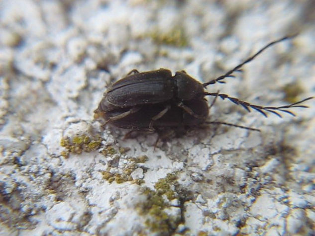 COPULA DE Prionus laticollis - INSECTOS DE ARGENTINA Nature Color (Digital)