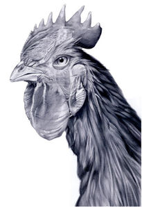 Gallo