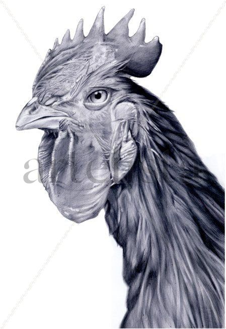 GALLO