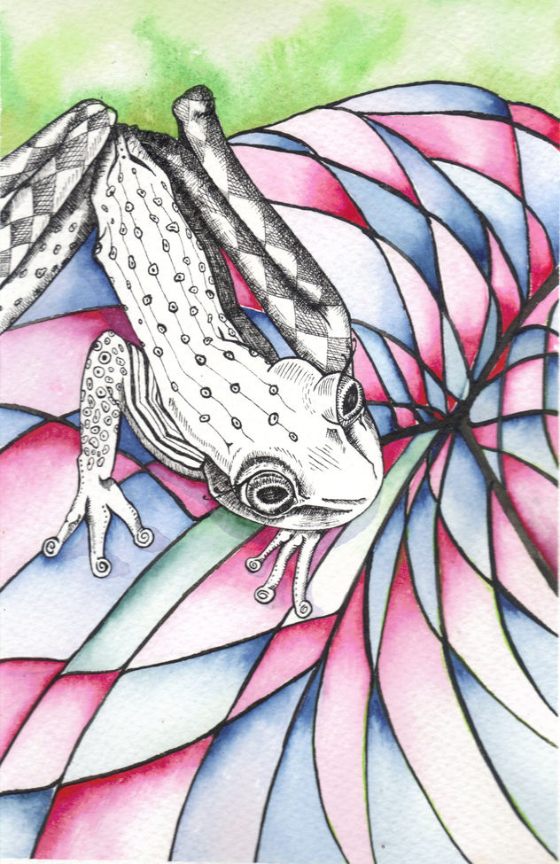 rana arlequin