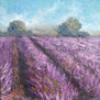 campo de lavanda