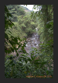 Vista  desde maleza