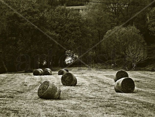 Rollitos de primavera - blanco/negro 