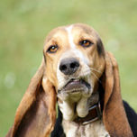 ANIMALES thumbnail 1