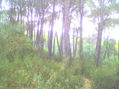 Bosque