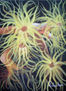 Anemonas amaarelas