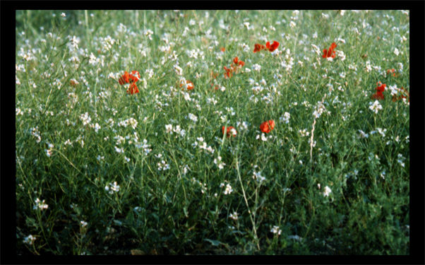 Verano IV Still lifes Color (Manual)