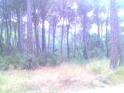 Bosque Mediterráneo 3