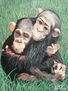 Bebes chimpances