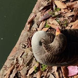 Pajaras thumbnail 2