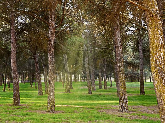 Un rayo de sol entre los arboles