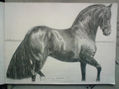 Caballo