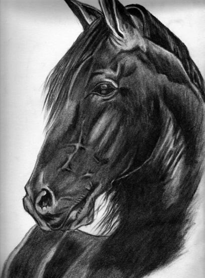 caballo 02 Pencil