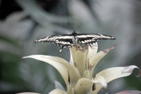 Mariposas.