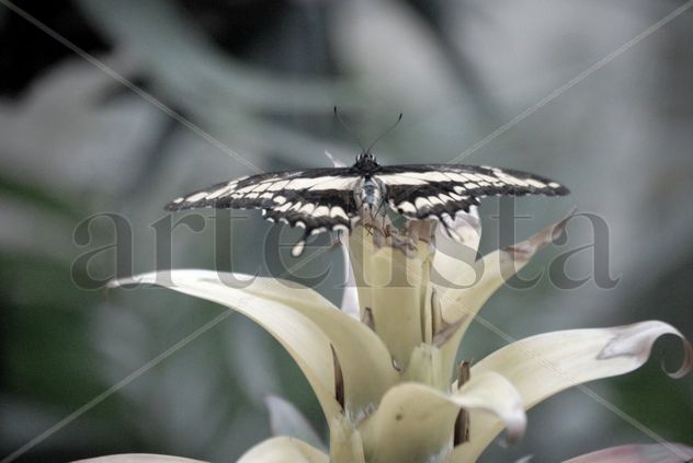 mariposas.