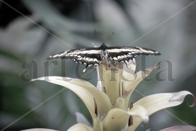 mariposas. 