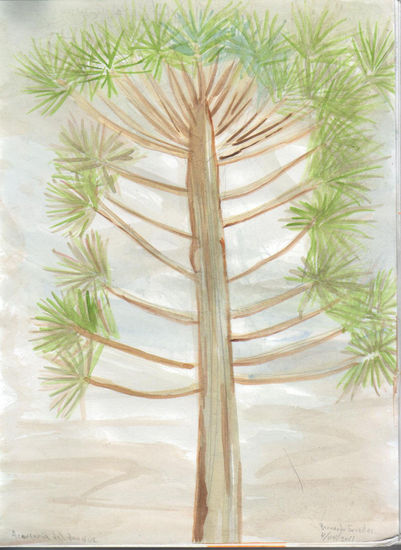 Araucaria Acuarela Papel Paisaje