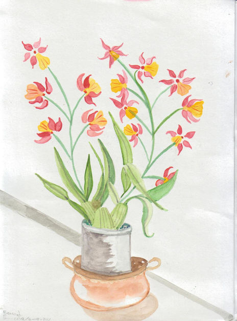 Orquidea