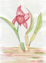 Orquidea en carne viva