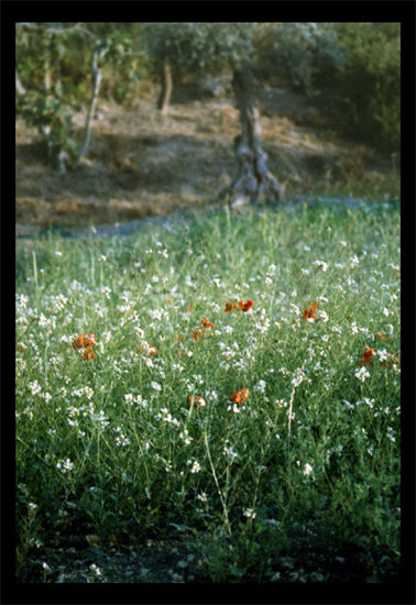 Verano V Naturaleza Color (Química)