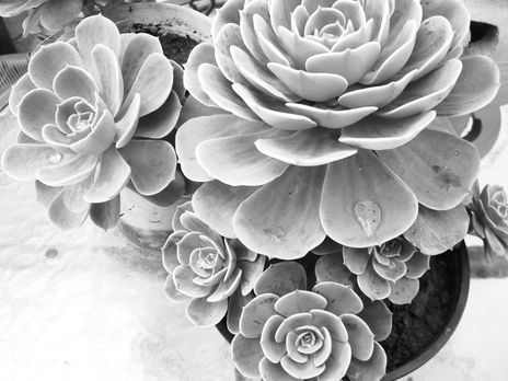 Flores b/n