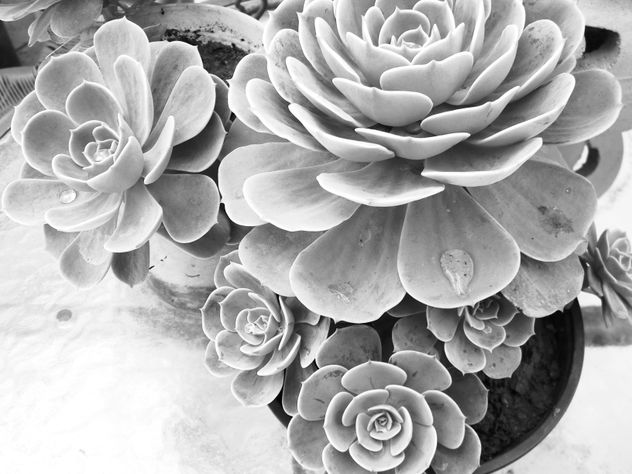 flores b/n