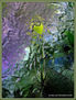 PICTORALISMO FLORA BAJO EL AGUA