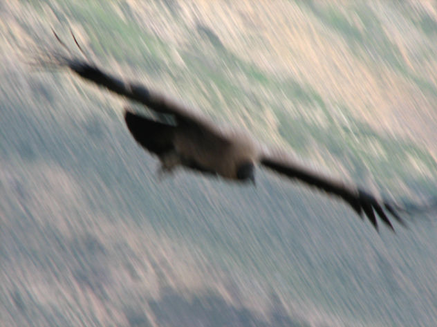 el vuelo del cóndor