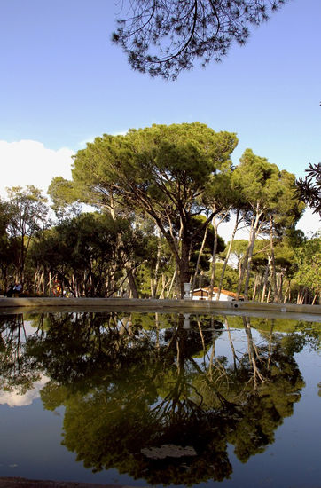 reflefos en el estanque 