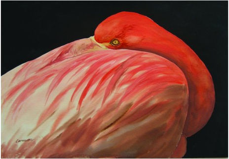 Flamingo