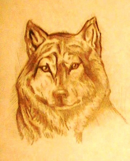 Lobo 