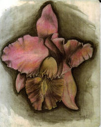 Orquidea