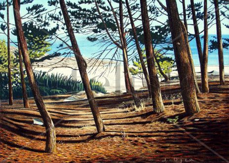 Pinar sobre la playa