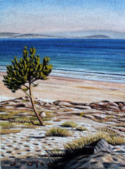 Pino solitario (Barra)