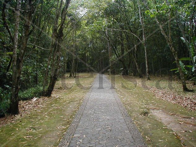 PARA CAMINANTE NO HAY CAMINO 